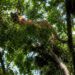 Avistamiento de puma en Xilitla reaviva llamado a proteger la fauna silvestre