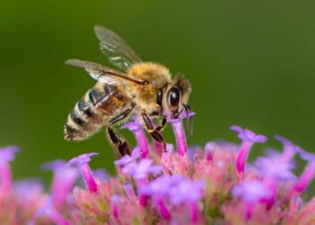 Investigador de la UNAM desarrolla trampa acústica para estudiar insectos