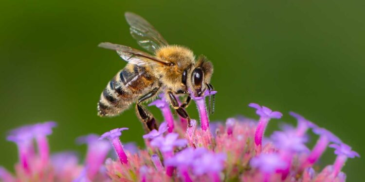 Investigador de la UNAM desarrolla trampa acústica para estudiar insectos