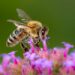 Investigador de la UNAM desarrolla trampa acústica para estudiar insectos
