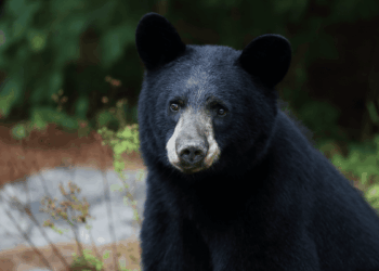 Atacó a 4 personas, bebió agua de un grifo y escapó: oso “extremadamente inteligente” es buscado en Japón