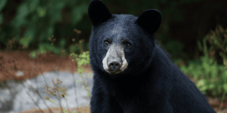 Atacó a 4 personas, bebió agua de un grifo y escapó: oso “extremadamente inteligente” es buscado en Japón