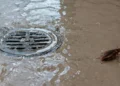 ¿Cómo proteger tu hogar de las cucarachas durante la temporada de lluvias? Sigue estos pasos