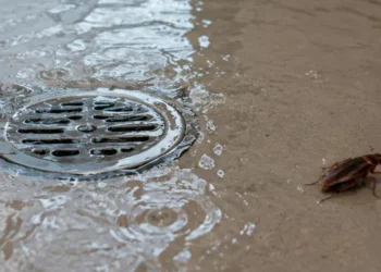 ¿Cómo proteger tu hogar de las cucarachas durante la temporada de lluvias? Sigue estos pasos