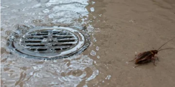¿Cómo proteger tu hogar de las cucarachas durante la temporada de lluvias? Sigue estos pasos