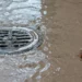 ¿Cómo proteger tu hogar de las cucarachas durante la temporada de lluvias? Sigue estos pasos