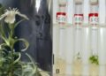 Encuentran una semilla de 32 mil años de antigüedad y logran revivir una planta que existió en la Era de Hielo
