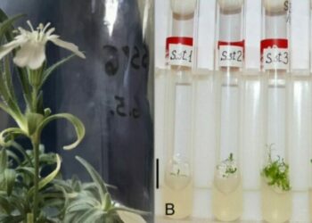 Encuentran una semilla de 32 mil años de antigüedad y logran revivir una planta que existió en la Era de Hielo