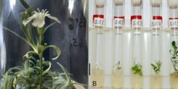 Encuentran una semilla de 32 mil años de antigüedad y logran revivir una planta que existió en la Era de Hielo