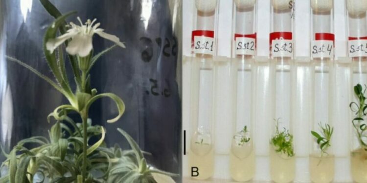 Encuentran una semilla de 32 mil años de antigüedad y logran revivir una planta que existió en la Era de Hielo