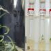 Encuentran una semilla de 32 mil años de antigüedad y logran revivir una planta que existió en la Era de Hielo
