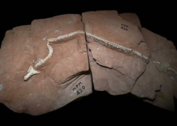 Hallan en Brasil un fósil clave para entender la evolución de las serpientes