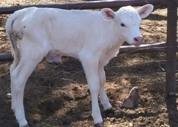 Confirman primer caso de gusano barrenador del ganado en Chihuahua; activan cerco sanitario en Parral