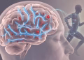 Cómo el ejercicio puede ayudar al cerebro a eliminar desechos durante el sueño