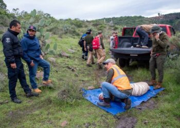 Tigre Kenzo es capturado tras cuatro días de búsqueda en Tepetlaoxtoc; así fue el operativo
