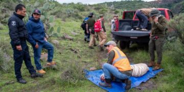 Tigre Kenzo es capturado tras cuatro días de búsqueda en Tepetlaoxtoc; así fue el operativo