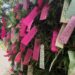 Se realizó el Festival Tanabata en el Jardín Japonés del Tangamanga