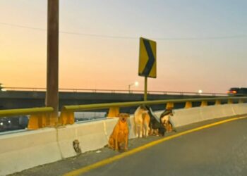 Rescatan a cinco canes tras quedar atrapados en puente hacia la carretera a México