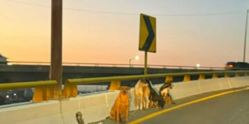 Rescatan a cinco canes tras quedar atrapados en puente hacia la carretera a México