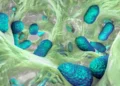 UNAM advierte que bacteria peligrosa para los humanos se aloja en animales, agua y alimentos