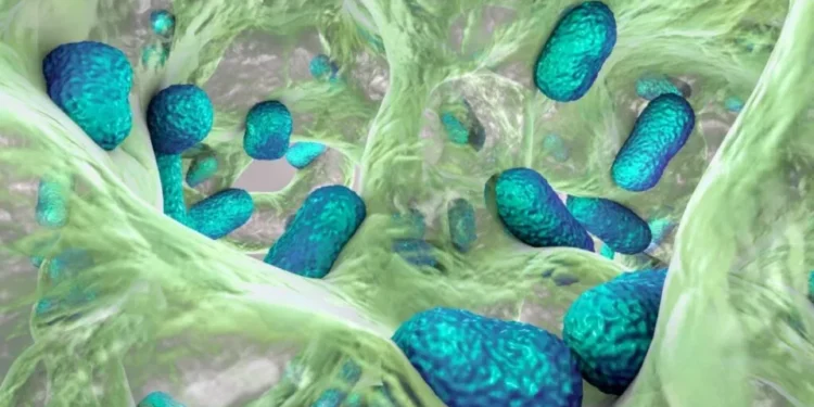 UNAM advierte que bacteria peligrosa para los humanos se aloja en animales, agua y alimentos
