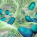 UNAM advierte que bacteria peligrosa para los humanos se aloja en animales, agua y alimentos