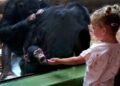 Niños, chimpancés y gorilas ríen al mismo ritmo, revela estudio sobre la evolución humana