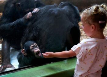 Niños, chimpancés y gorilas ríen al mismo ritmo, revela estudio sobre la evolución humana