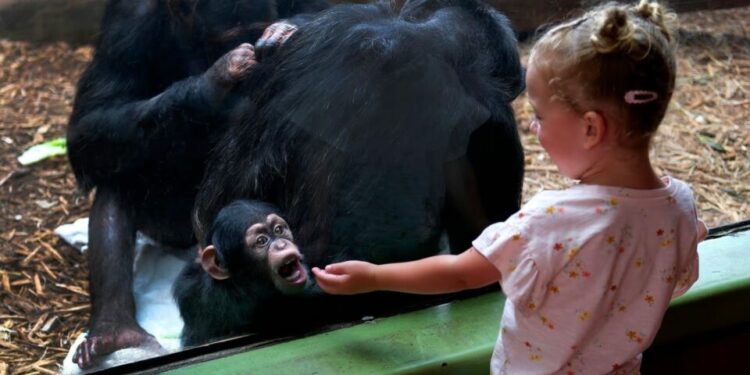 Niños, chimpancés y gorilas ríen al mismo ritmo, revela estudio sobre la evolución humana