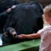 Niños, chimpancés y gorilas ríen al mismo ritmo, revela estudio sobre la evolución humana