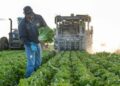 Restaurante de EE.UU. retira lechuga de México ante brote de ciclosporiasis
