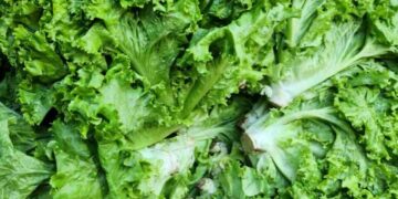 Secretaría de Salud reporta resultado negativo en pruebas de ciclosporiasis en lechugas de Taylor Farms