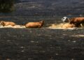 ‘Los últimos de la lista’: la batalla por salvar a cientos de animales cercados por el fuego en España