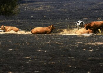 ‘Los últimos de la lista’: la batalla por salvar a cientos de animales cercados por el fuego en España