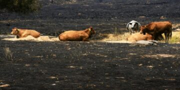 ‘Los últimos de la lista’: la batalla por salvar a cientos de animales cercados por el fuego en España
