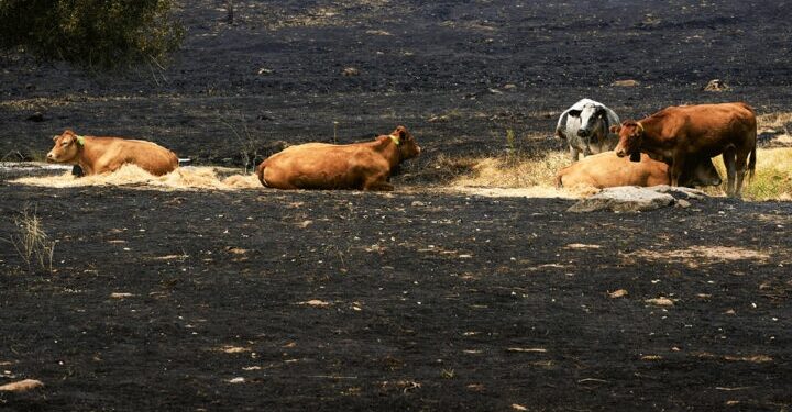 ‘Los últimos de la lista’: la batalla por salvar a cientos de animales cercados por el fuego en España