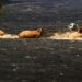 ‘Los últimos de la lista’: la batalla por salvar a cientos de animales cercados por el fuego en España