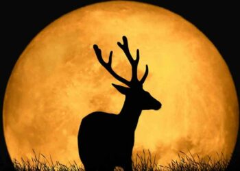 Luna de Ciervo 2026: cuándo verla, a qué hora será y por qué recibe ese nombre