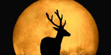 Luna de Ciervo 2026: cuándo verla, a qué hora será y por qué recibe ese nombre