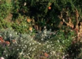 Jardines mediterráneos: El estilo que está despidiendo al pasto para siempre