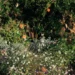 Jardines mediterráneos: El estilo que está despidiendo al pasto para siempre