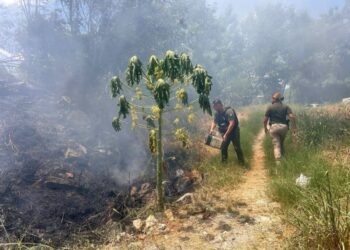 Incendio en predio de Ciudad Valles moviliza a cuerpos de emergencia