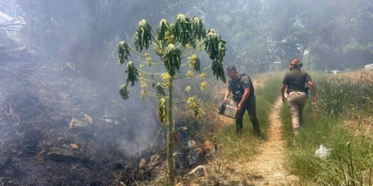 Incendio en predio de Ciudad Valles moviliza a cuerpos de emergencia