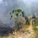 Incendio en predio de Ciudad Valles moviliza a cuerpos de emergencia