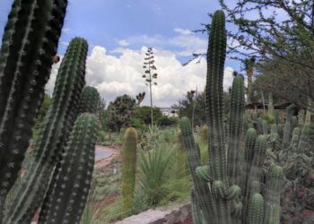 Festival de Otoño en El Izotal: Jardín botánico de la UASLP invita