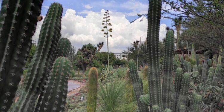 Festival de Otoño en El Izotal: Jardín botánico de la UASLP invita