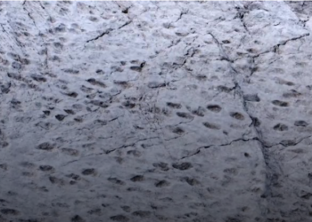Encuentran el primer rastro conocido de un T. rex adulto en Dakota del Norte