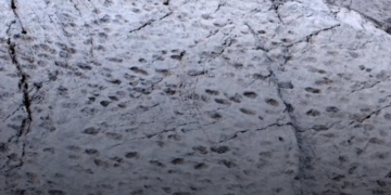 Encuentran el primer rastro conocido de un T. rex adulto en Dakota del Norte