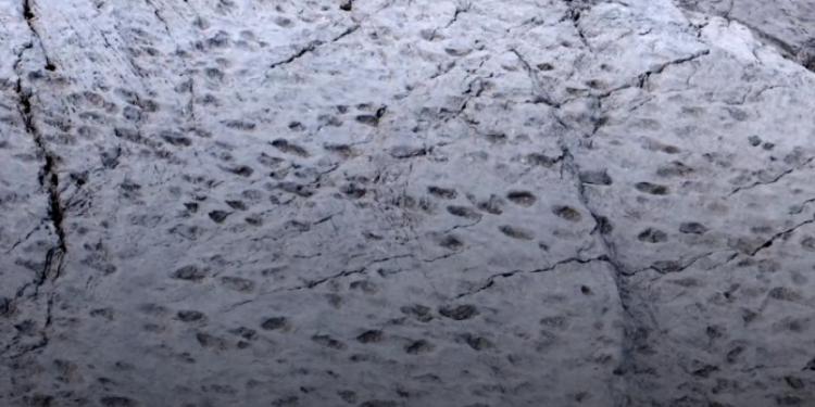 Encuentran el primer rastro conocido de un T. rex adulto en Dakota del Norte