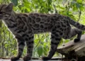 ¡Sorpresa felina! Descubren una nueva especie de gato, la primera en más de 100 años